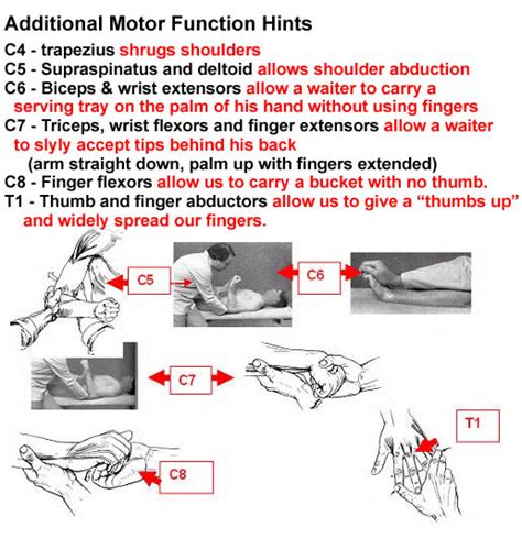 C7 8 nerve root compression