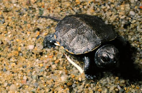 The European Pond Turtle | Aquarium of Genoa