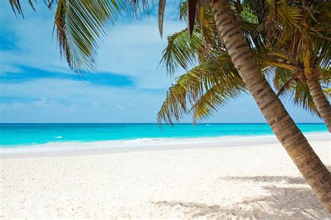 Sunny beach palm tree, blue | Free Photo - rawpixel