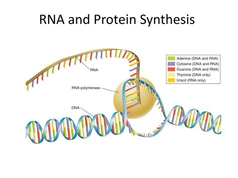 PPT - RNA and Protein Synthesis PowerPoint Presentation, free download ...