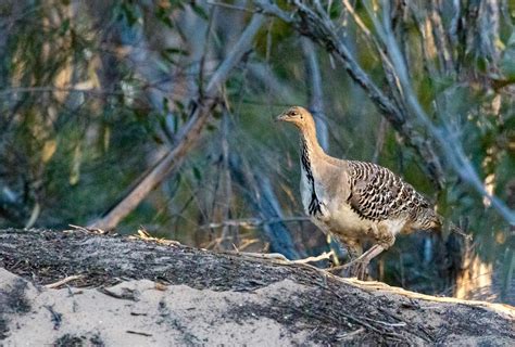 Mallee and Outback Birds of Victoria and Mungo - Australian Geographic