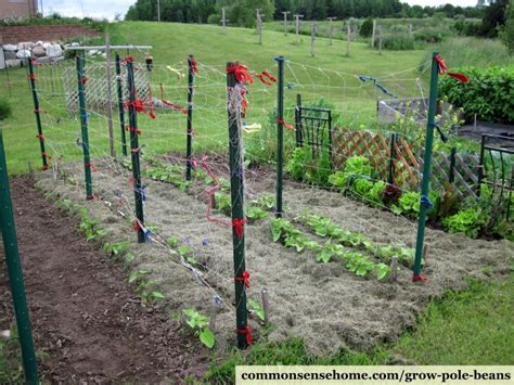 Pole beans and bean trellis Trellis Netting, Diy Trellis, Trellis ...