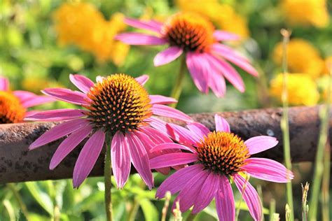 Purple Coneflowers in Summer Photograph by Sheila Brown - Fine Art America