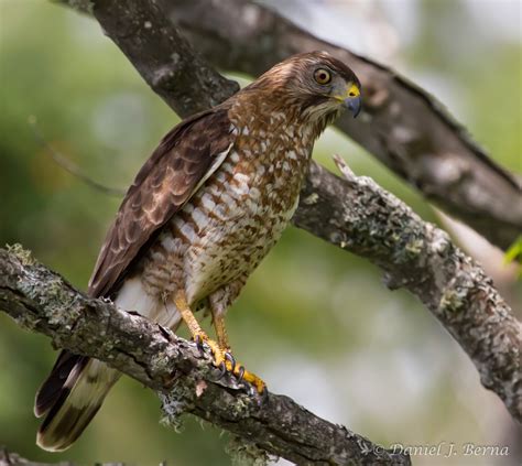 Daniel Berna Photography: Sharp Shinned Hawk Juvenile