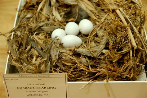 Common Starling Nest and Eggs | At the Boston Science Museum… | Flickr