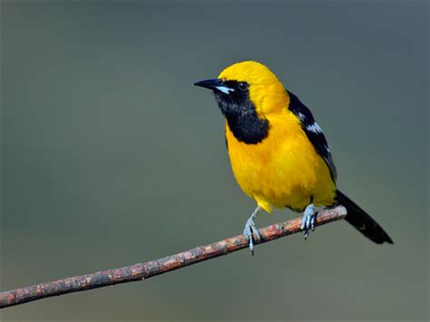 Adult Male Hooded Oriole at Rancho Santa Fe, San Diego County 13 May 2012