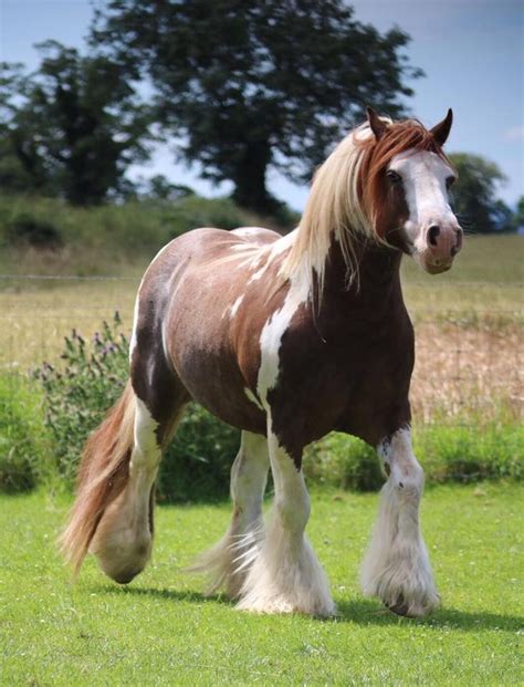 Chestnut Tobiano stallion | Pferde, Tiere