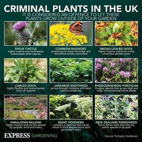 Most ‘invasive’ plants to avoid letting grow or risk ‘severe burning ...