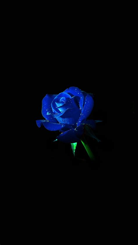 Blue Rose Wallpapers - Top Free Blue Rose Backgrounds - WallpaperAccess