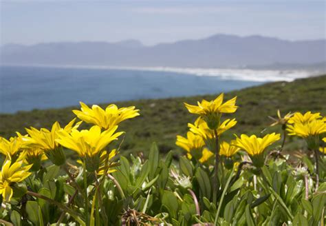 Walker Bay Nature Reserve, Western Cape