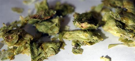 Hop Focus: British Fuggle Hops - Minimalist Brewing - Simple BIAB Homebrewing