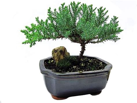 Juniper Bonsai Tree | ubicaciondepersonas.cdmx.gob.mx