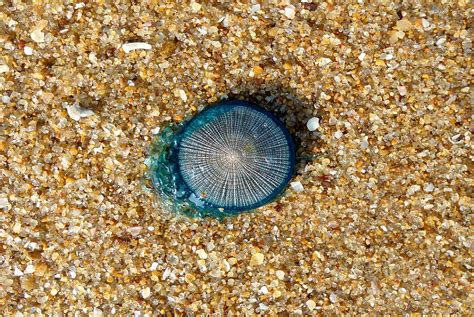 7 Astounding Facts About the Blue Button Jellyfish - 30A