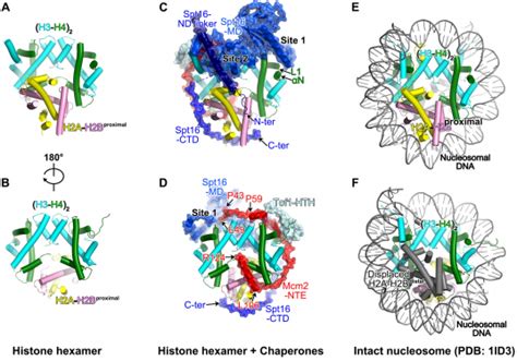 Cracking Epigenetic Inheritance: HKU Biologists Discovered the Secrets of How Gene Traits are ...