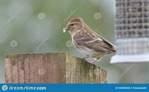 Lesser Redpoll Feeding from a Feeder at Bird Table in UK Stock Photo ...