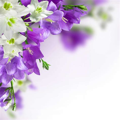 Purple Flower Background Images - Wallpaper Cave