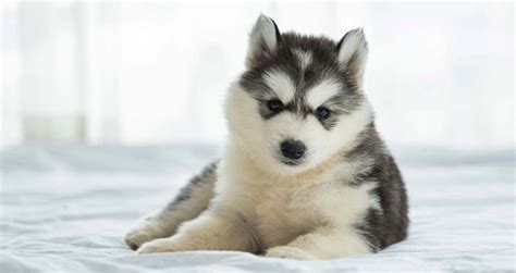 Baby Husky: Everything You Need to Know - Creature Companion