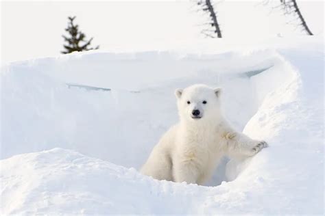 Polar bear cub playing around Den. — Stock Photo © AndreAnita #90127444