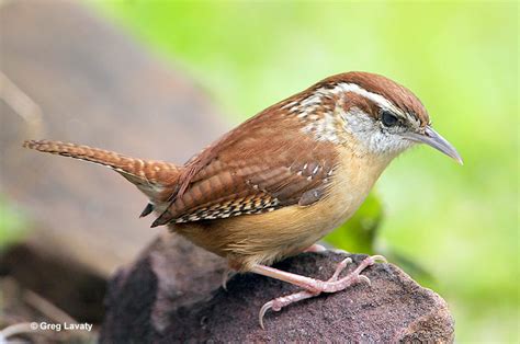 Carolina Wren - ID, Facts, Diet, Habit & More | Birdzilla