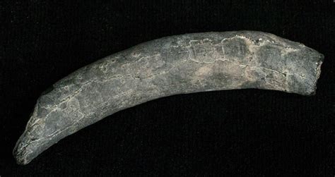 Miocene Aged Fossil Whale Tooth - 2.21" (#5658) For Sale - FossilEra.com