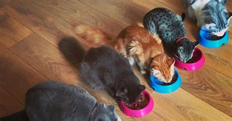 A Cat Café Is Opening In Manchester With Unlimited Tea, Coffee And Cuddles | HuffPost UK Life