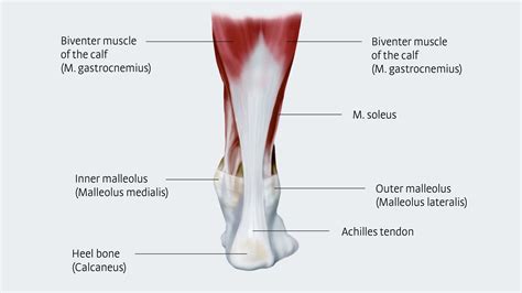 Achilles tendon - anatomy and importance