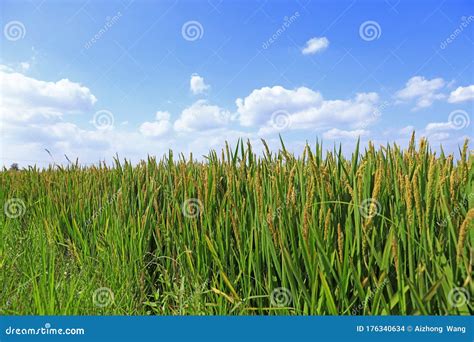 Rice paddies stock photo. Image of natural, landscape - 176340634