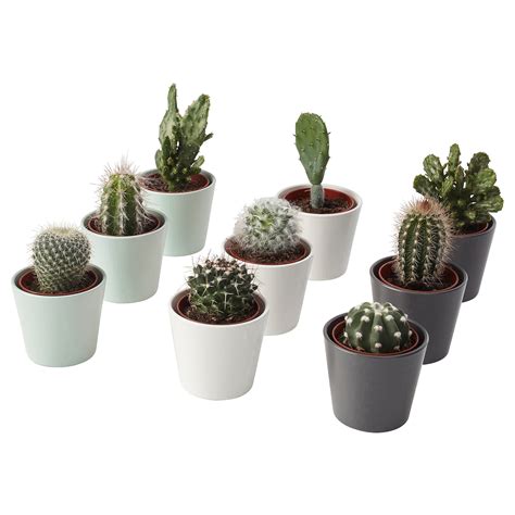 CACTACEAE plant with pot, cactus/assorted species plants, 2 ¼" - IKEA