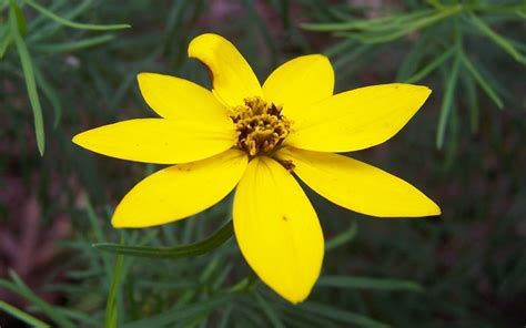 Zagreb Coreopsis - 1 Gallon - Wild Flower, Perennial - Coreopsis ...