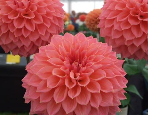 perfect pink pom poms | jennicatpink | Flickr