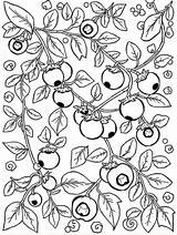 10  Free Printable Cranberry Coloring Pages For Fun Creativity sketch template