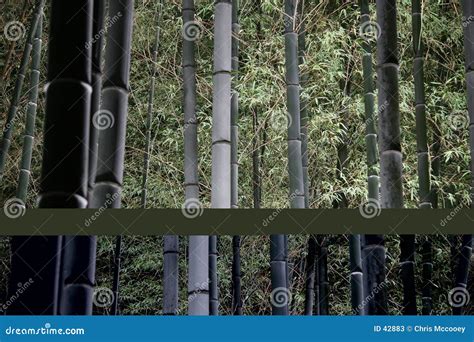 Bamboo Forest at Night stock image. Image of temple, forest - 42883