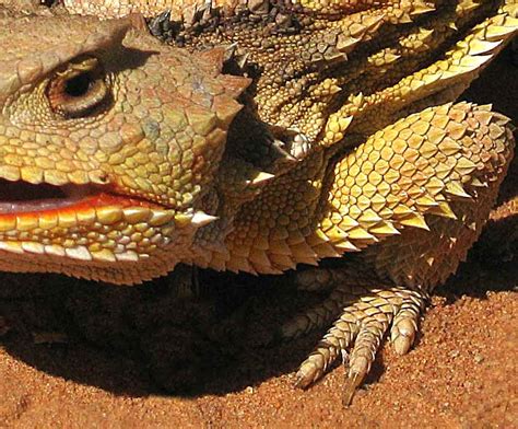 Lizards in southeast Utah