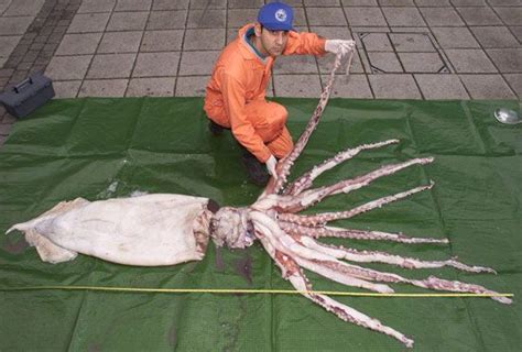 Giant squid | Description, SIze, & Facts | Britannica