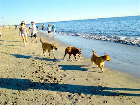 9 Best Dog-Friendly Beaches in the U.S. - Montrose Dog Beach, Sawyer,