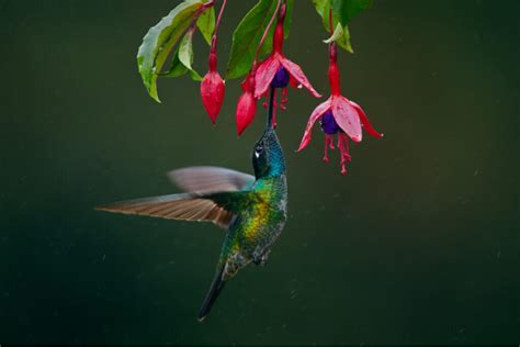 5 Nectar-Sucking Birds You May Not Know - My Animals