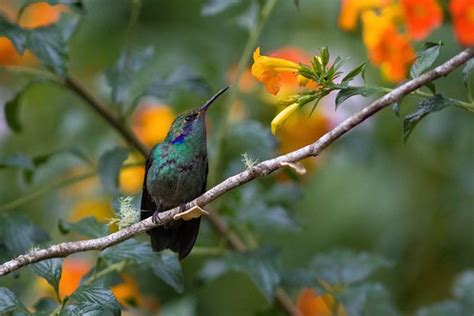 Colibri (Costa-rica) | jean-paul Latrive | Flickr