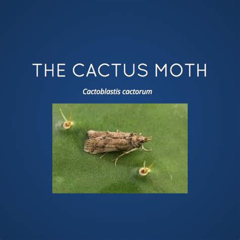 Overview of Cactus Moth