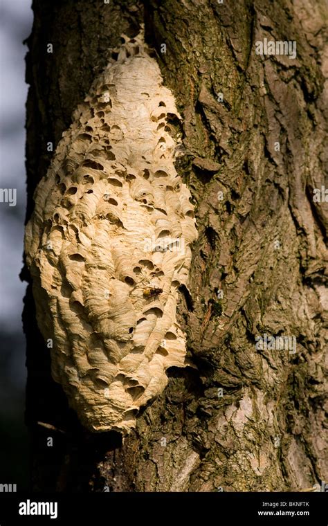 Hornet (Vespa crabro) nest Stock Photo - Alamy