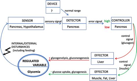 Frontiers | Glycemia Regulation: From Feedback Loops to Organizational Closure