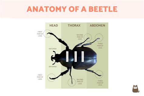 Beetle Anatomy - Body Parts of Beetles With Diagrams