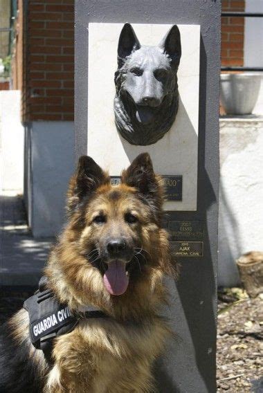 This Police dog is a Spanish hero. | Perros, Perros de servicio, Perro ...