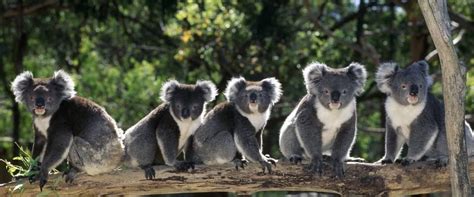 Koala Bears | Australia animals, Animals, Australian wildlife