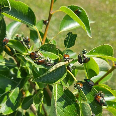 homemade Japanese beetle spray Archives - Old World Garden Farms