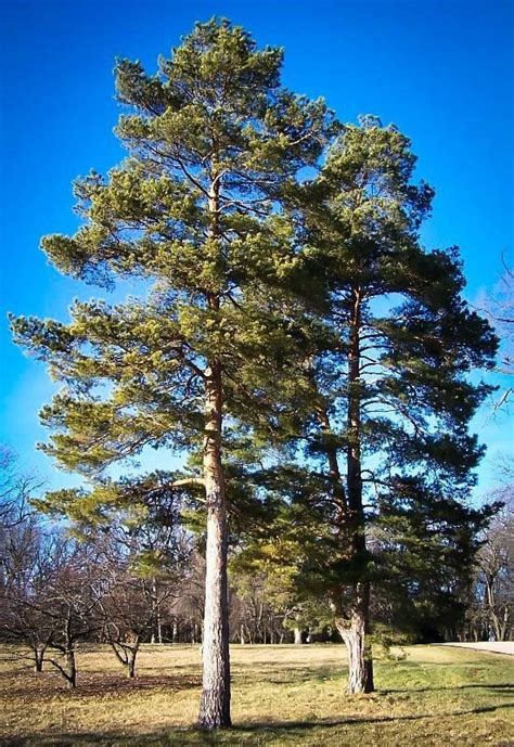 Coniferous Forests | Characteristics, Climate & Adaptions