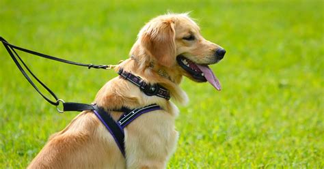 Golden Retrievers As Service Dogs (Training, Facts & Myths) – Golden Hearts