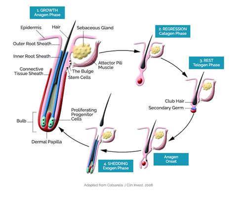 Hair Follicle Biology : Stemson Therapeutics