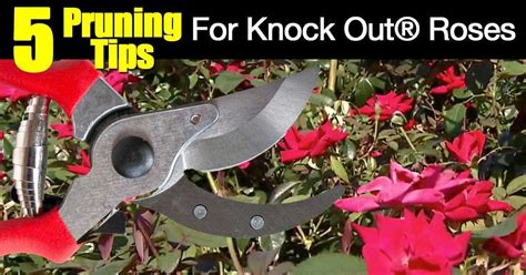 [5 Video Tips] - How To Prune Knockout Roses