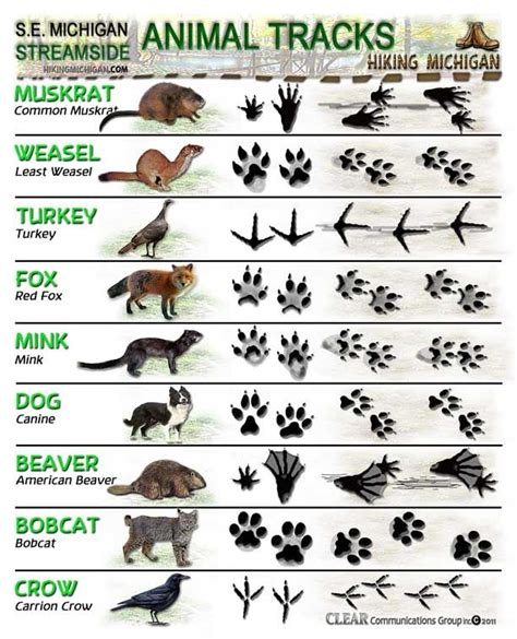 Latest ANIMAL TRACKS ID sheets | Animal tracks, Hunting, Survival