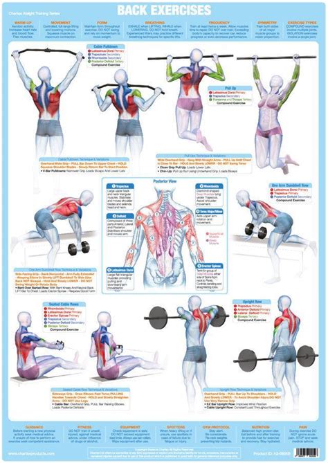 Weight Training Bodybuilding Exercise Poster - Back Muscles